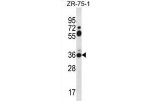 Western Blotting (WB) image for anti-Syntaxin 2 (STX2) antibody (ABIN2996767) (STX2 Antikörper)