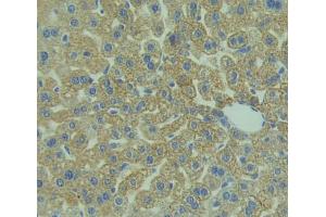 IHC-P analysis of Mouse Tissue, with DAB staining. (CD3D Antikörper  (AA 22-104))