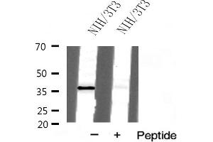 Western blot analysis of Prostate Apoptosis Response protein 4 expression in NIH/3T3 cells (PAWR Antikörper  (C-Term))