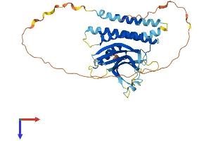 AlphaFold protein structure predicition of Human Recombinant C19orf67 Protein, UniprotID A6NJJ6