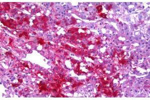 Anti-NPY / Neuropeptide Y antibody IHC staining of human adrenal medulla. (NPY Antikörper  (AA 29-97))