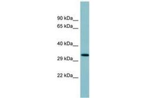 Image no. 1 for anti-Surfactant Protein D (SFTPD) (AA 107-156) antibody (ABIN6741645) (SFTPD Antikörper  (AA 107-156))