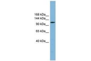 Image no. 1 for anti-Chromosome 14 Open Reading Frame 104 (C14orf104) (AA 35-84) antibody (ABIN6744121) (DNAAF2 Antikörper  (AA 35-84))