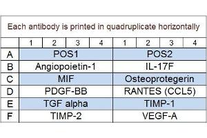 Image no. 1 for Porcine Cytokine Array Q4 (ABIN4956086) (Porcine Cytokine Array Q4)