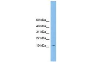 Image no. 1 for anti-Coiled-Coil-Helix-Coiled-Coil-Helix Domain Containing 1 (CHCHD1) (C-Term) antibody (ABIN6745036) (CHCHD1 Antikörper  (C-Term))