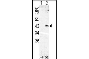 Western blot analysis of SL3(arrow) using rabbit polyclonal SL3 Antibody (N-term) (ABIN390296 and ABIN2840734). (SPPL3 Antikörper  (N-Term))