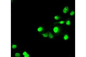 Anti-SATB1 mouse monoclonal antibody (ABIN2452372) immunofluorescent staining of COS7 cells transiently transfected by pCMV6-ENTRY SATB1 (RC200421). (SATB1 Antikörper)