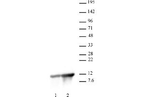 Histone H4K8ac antibody (pAb) tested by Western Blot.