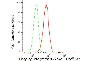 anti-Bridging Integrator 1 (BIN1) antibody
