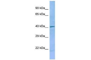 Host:  Rabbit  Target Name:  Dnd1  Sample Type:  Rat Small Intestine lysates  Antibody Dilution:  1. (DND1 Antikörper  (Middle Region))