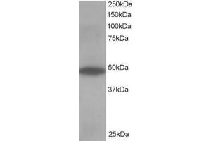 Western Blotting (WB) image for anti-Oxysterol Binding Protein-Like 1A (OSBPL1A) (C-Term) antibody (ABIN2466045) (OSBPL1A Antikörper  (C-Term))