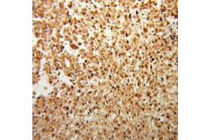 Immunohistochemistry (IHC) image for anti-Fibroblast Growth Factor 2 (Basic) (FGF2) antibody (ABIN1872685) (FGF2 Antikörper)