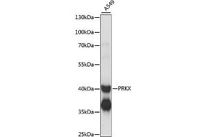 Western blot analysis of extracts of A549 cells, using PRKX antibody (ABIN6291673) at 1:1000 dilution. (PRKX Antikörper)