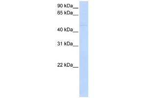 SIGLEC7 antibody used at 1 ug/ml to detect target protein. (SIGLEC7 Antikörper  (Middle Region))
