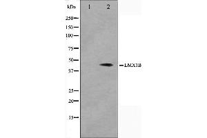 Western blot analysis on Jurkat cell lysate using LMX1B Antibody,The lane on the left is treated with the antigen-specific peptide. (LMX1B Antikörper  (Internal Region))