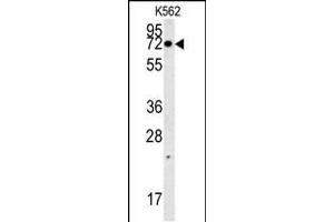 A1 Antibody (C-term) (ABIN651699 and ABIN2840366) western blot analysis in K562 cell line lysates (35 μg/lane). (NPSR1-AS1 Antikörper  (C-Term))