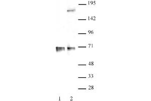 RBM39 antibody (pAb) tested by Western blot. (RBM39 Antikörper  (N-Term))
