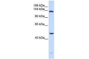 WB Suggested Anti-ADAMTS18 Antibody Titration: 0. (ADAMTS18 Antikörper  (N-Term))