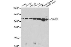 Western blot analysis of extracts of various cell lines, using DDX3X Antibody. (DDX3X Antikörper  (AA 1-220))