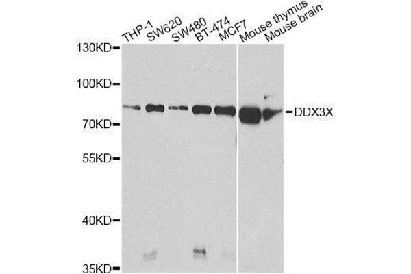 DDX3X Antikörper  (AA 1-220)