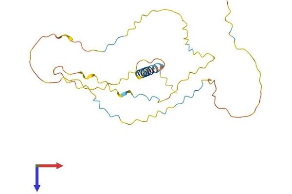 LAT Protein (AA 1-242) (His tag)
