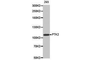 Western Blotting (WB) image for anti-PTK2 Protein tyrosine Kinase 2 (PTK2) antibody (ABIN1874428) (FAK Antikörper)