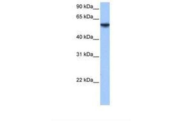 ISYNA1 antibody  (AA 161-210)