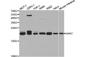Western blot analysis of extracts of various cell lines, using APRT antibody. (APRT Antikörper)