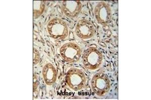 LNPEP antibody (N-Term) (ABIN654230 and ABIN2844064) immunohistochemistry analysis in formalin fixed and paraffin embedded human kidney tissue followed by peroxidase conjugation of the secondary antibody and DAB staining. (LNPEP Antikörper  (N-Term))