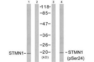 Western blot analysis of extracts from Jurkat cells untreated or treated with PMA (1ng/ml, 15min), using Stathmin 1 (Ab-24) antibody (E021217, Line 1 and 2) and Stathmin 1 (phospho-Ser24) antibody (E011224, Line 3 and 4). (Stathmin 1 Antikörper  (pSer24))