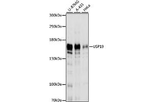 Western blot analysis of extracts of various cell lines, using USP19 antibody  at 1:1000 dilution. (USP19 Antikörper  (AA 1-200))