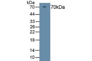 Detection of Recombinant HDAC1, Mouse using Polyclonal Antibody to Histone Deacetylase 1 (HDAC1) (HDAC1 Antikörper  (AA 1-482))