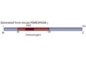Image no. 3 for anti-PSME3 (PSME3) (AA 45-147) antibody (ABIN968402) (PSME3 Antikörper  (AA 45-147))