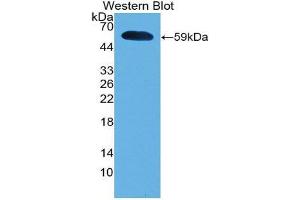 Western Blotting (WB) image for anti-Interferon, alpha 5 (IFNA5) (AA 22-189) antibody (ABIN2117884) (IFNA5 Antikörper  (AA 22-189))