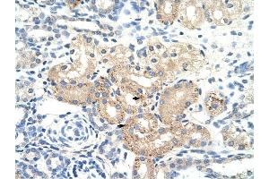 DLAT antibody was used for immunohistochemistry at a concentration of 4-8 ug/ml to stain Epithelial cells of renal tubule (arrows) in Human Kidney. (DLAT Antikörper)