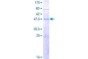 Image no. 1 for CD28 (CD28) (AA 1-220) protein (GST tag) (ABIN1348598)
