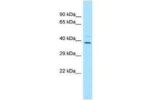 WB Suggested Anti-PLSCR4 Antibody Titration: 1. (PLSCR4 Antikörper  (C-Term))