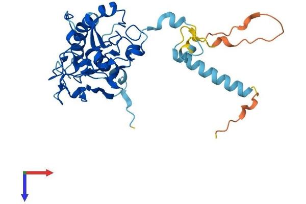 FAM221A Protein (AA 1-301) (His tag)