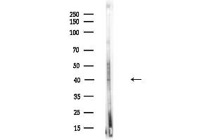 anti-RAB39A, Member RAS Oncogene Family (RAB39A) (N-Term) antibody