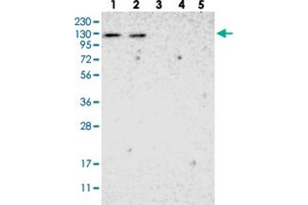 ADNP2 Antikörper
