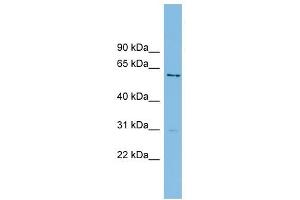 AXUD1 antibody used at 1 ug/ml to detect target protein. (AXUD1 Antikörper  (Middle Region))
