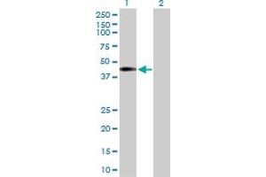 Western Blot analysis of NUP43 expression in transfected 293T cell line by NUP43 MaxPab polyclonal antibody. (NUP43 Antikörper  (AA 1-380))