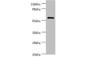 Western blot All lanes: DPH2 antibody at 2 μg/mL + Mouse brain tissue Secondary Goat polyclonal to rabbit IgG at 1/10000 dilution Predicted band size: 53, 28, 39 kDa Observed band size: 53 kDa (DPH2 Antikörper  (AA 1-489))