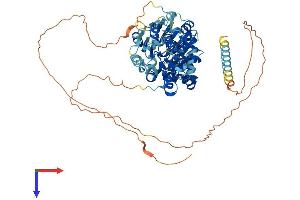DDX18 Protein (AA 1-660) (His tag)