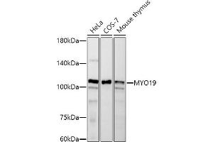 Western blot analysis of extracts of various cell lines, using MYO19 antibody (ABIN7268758) at 1:500 dilution. (Myosin XIX Antikörper)