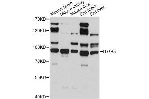 Western blot analysis of extracts of various cell lines, using ITGB5 antibody. (Integrin beta 5 Antikörper  (AA 490-720))