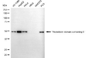 Western blotting analysis using thioredoxin domain containing 5 antibody (ABIN7800541). (TXNDC5 Antikörper)