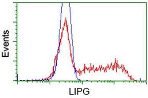 Image no. 2 for anti-Lipase, Endothelial (LIPG) antibody (ABIN1499166) (LIPG Antikörper)