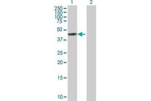 Western Blot analysis of BGN expression in transfected 293T cell line by BGN MaxPab polyclonal antibody. (Biglycan Antikörper  (AA 1-368))