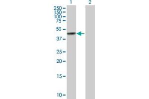 Western Blot analysis of BGN expression in transfected 293T cell line by BGN MaxPab polyclonal antibody.